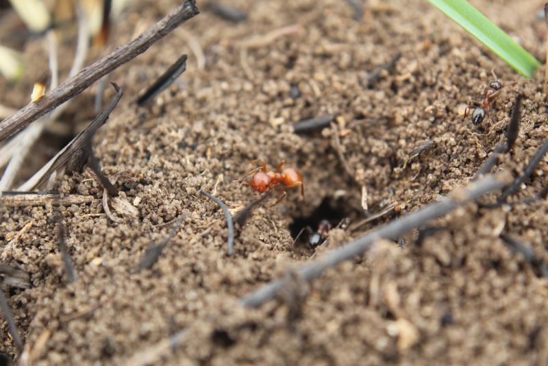 Polyergus mexicanus