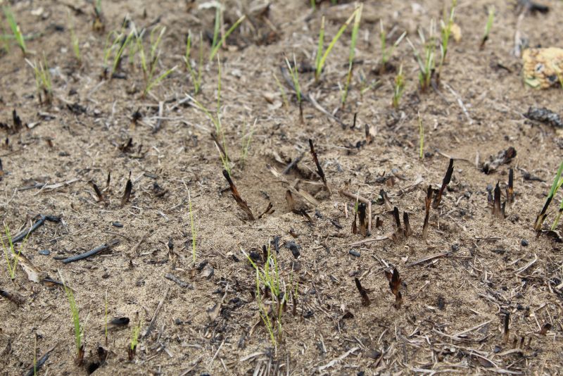 Formica subsericea mound