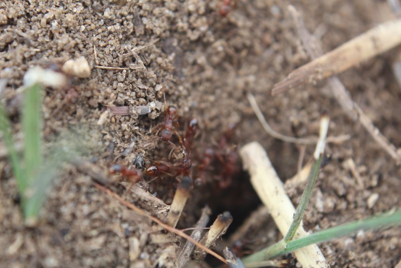 Myrmica sp.