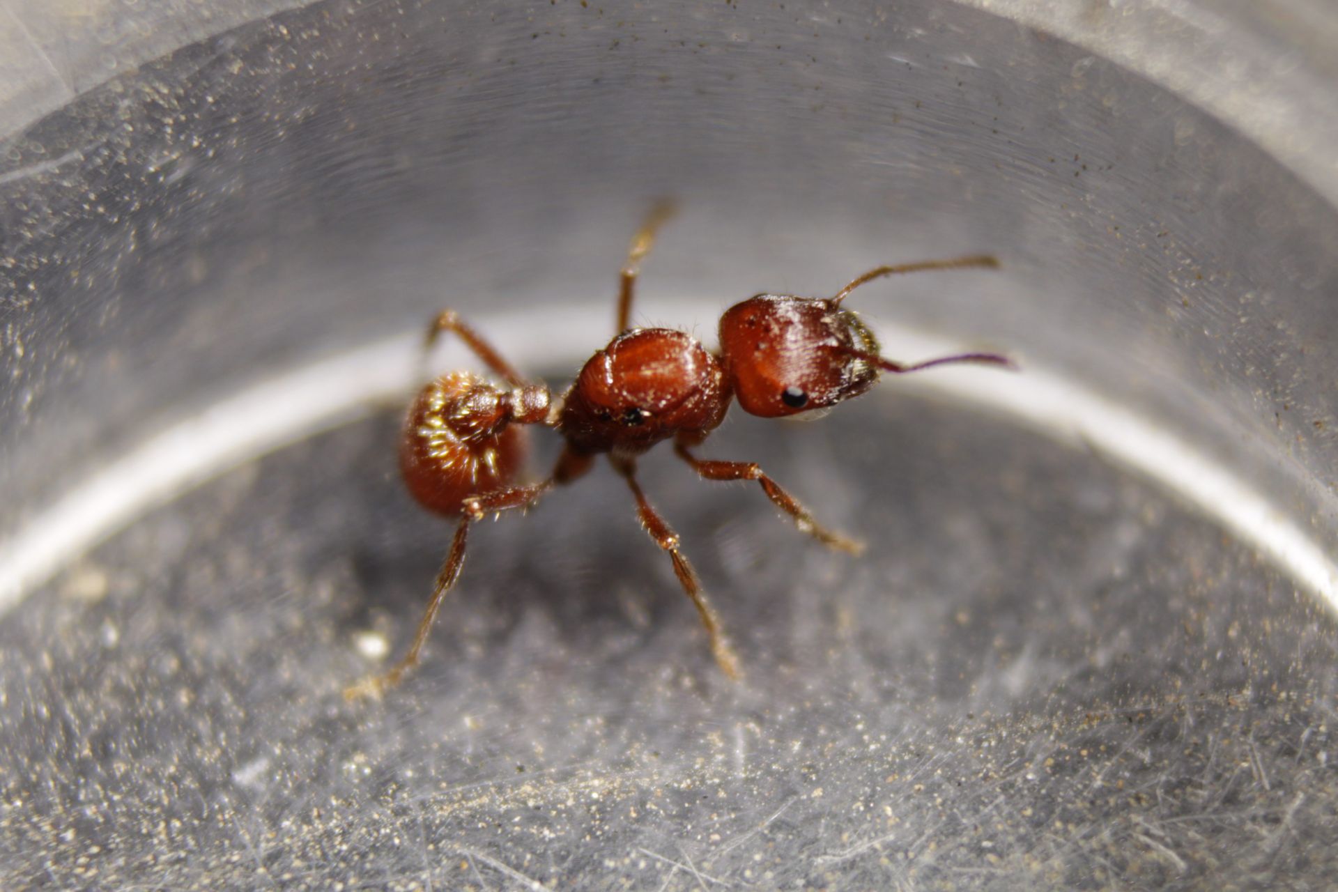 Pogonomyrmex subdentatus queen (3/28/2021)