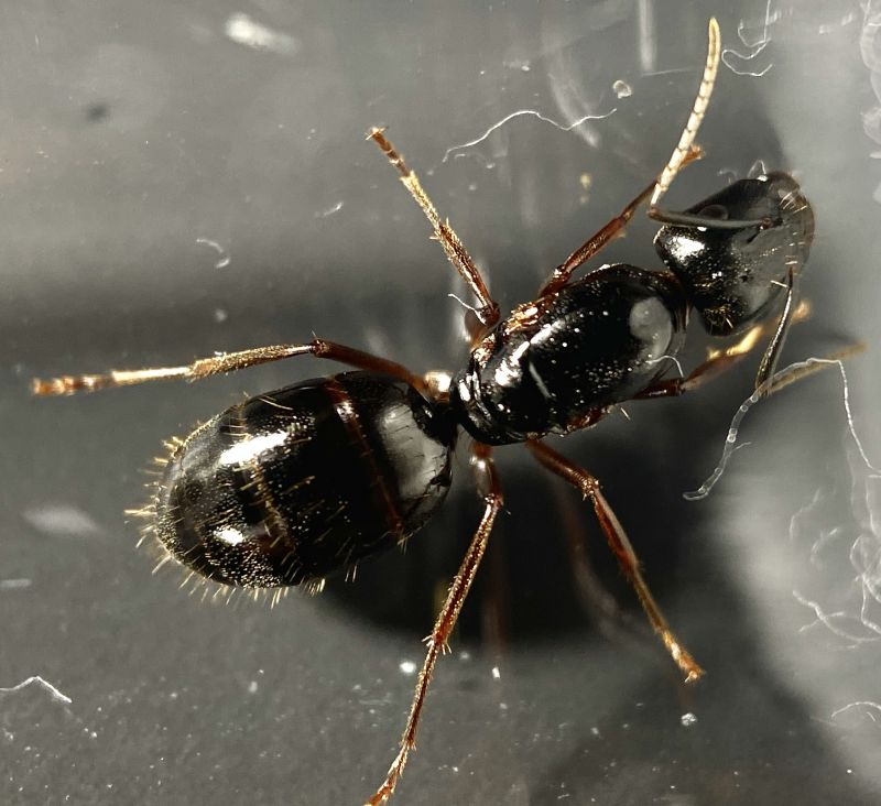 Camponotus maritimus