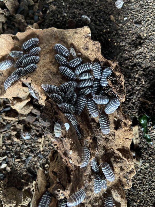 Zebra Isopods