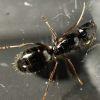 Camponotus maritimus