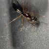 Camponotus clarithorax