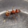 Pogonomyrmex subdentatus queen (3/28/2021)