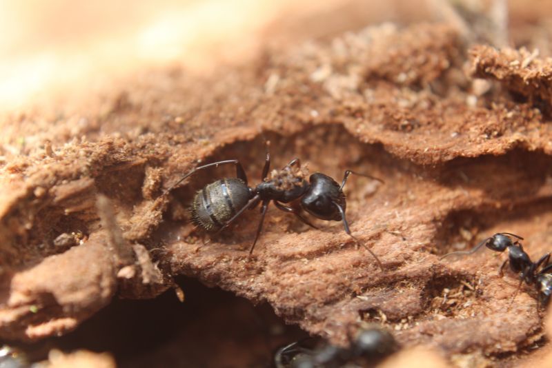 Camponotus pennsylvanicus