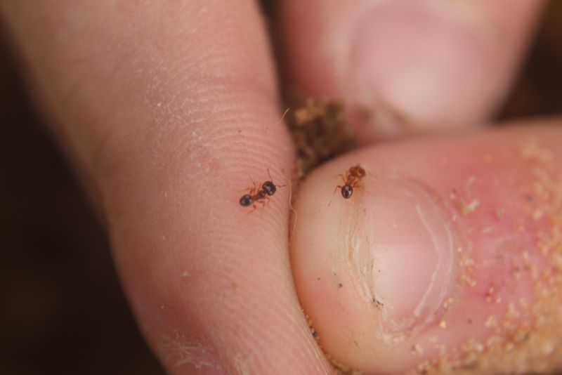 Pheidole bicarinata