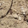 Myrmica