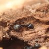 Camponotus pennsylvanicus