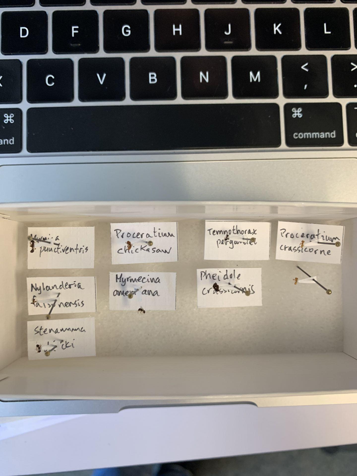 Samples of ants I currently have in my culture that I have ID'ed