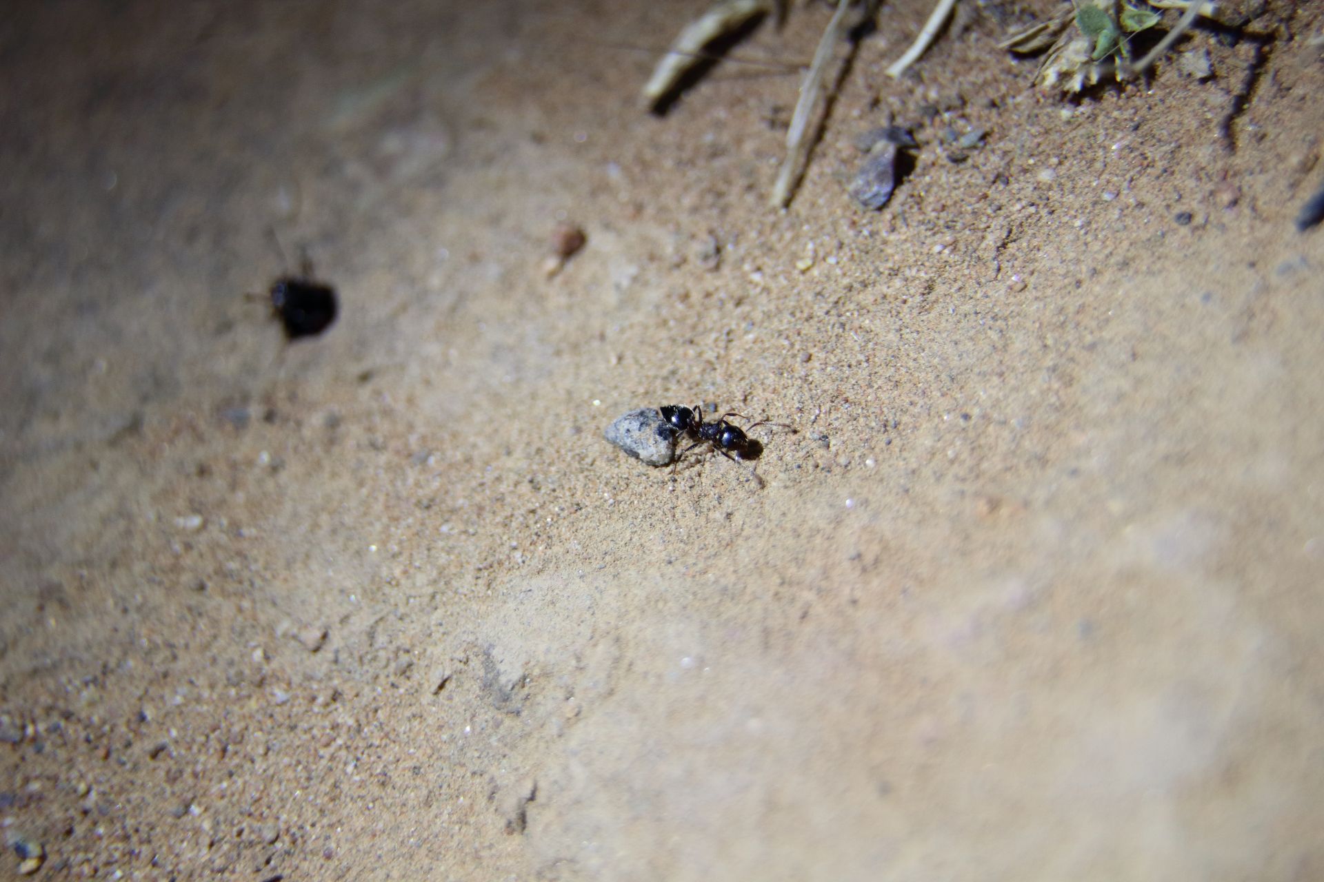 Crematogaster