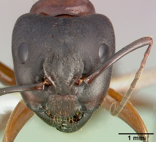 658px Camponotus dumetorum casent0005342 head 1