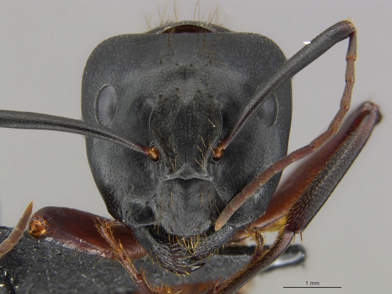 800px Mcz ent00668543 Camponotus vicinus soldier Hef