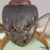 658px Camponotus dumetorum casent0005342 head 1