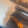 IMG 1048 (1)