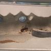 IMG 2341 (2)