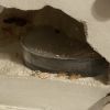 IMG 2208 (1)
