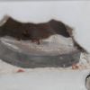 IMG 4978