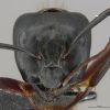 800px Mcz ent00668543 Camponotus vicinus soldier Hef