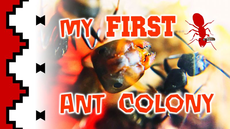 Ants Navajo 001 thumbnail