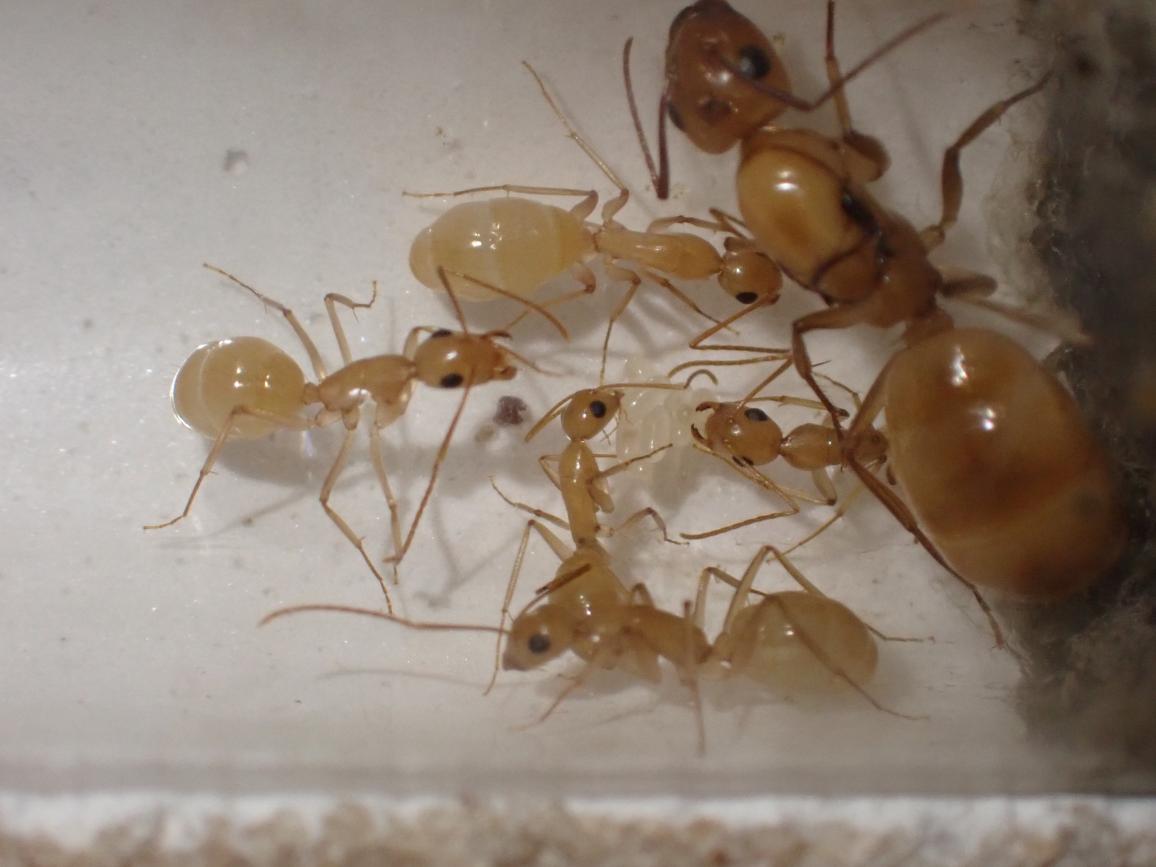 Small Camponotus fragilis colony