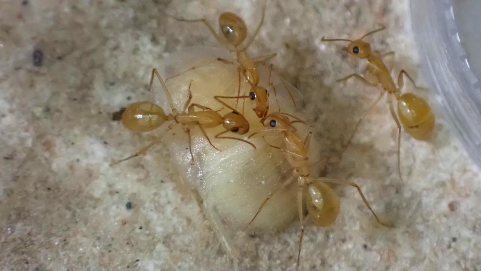 Camponotus fragilis drinking from a roach