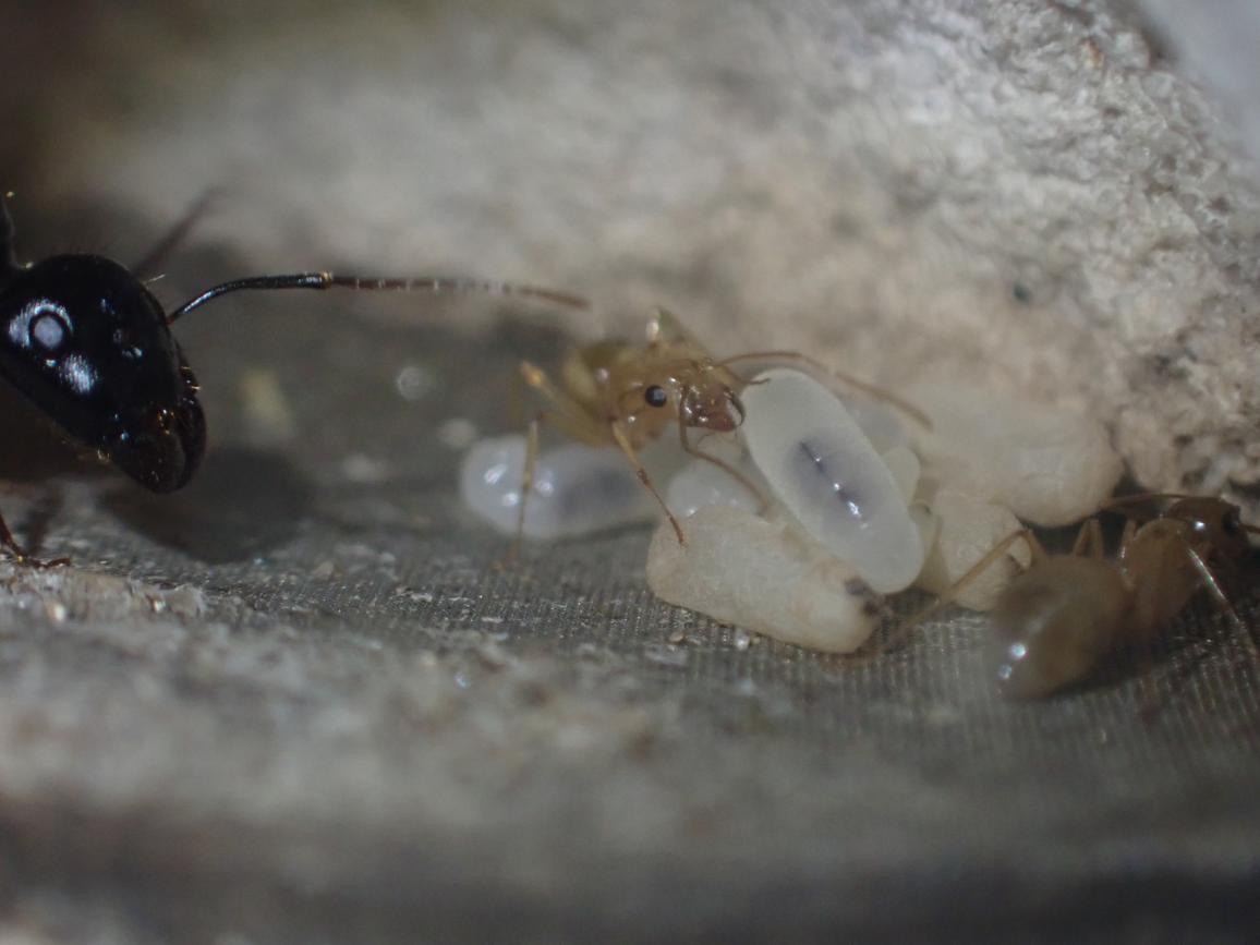 Cute Camponotus semitestaceus workers and queen