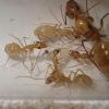 Small Camponotus fragilis colony