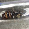 Camponotus vicinus queen