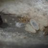 Cute Camponotus semitestaceus workers and queen