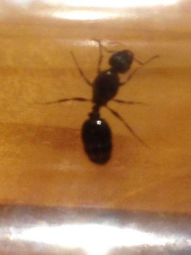 Tetramorium Tetramorium