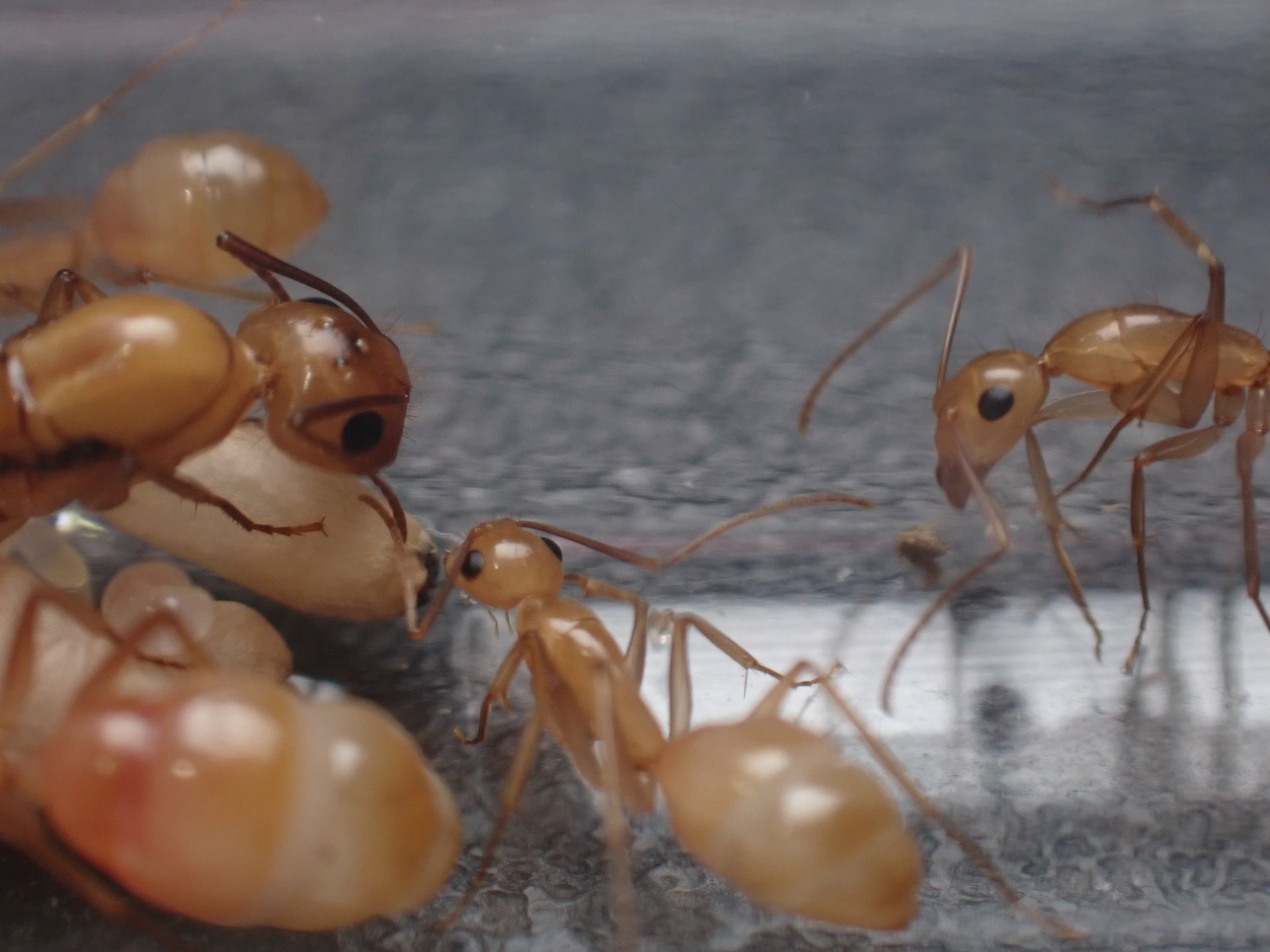 Camponotus fragilis colony 4