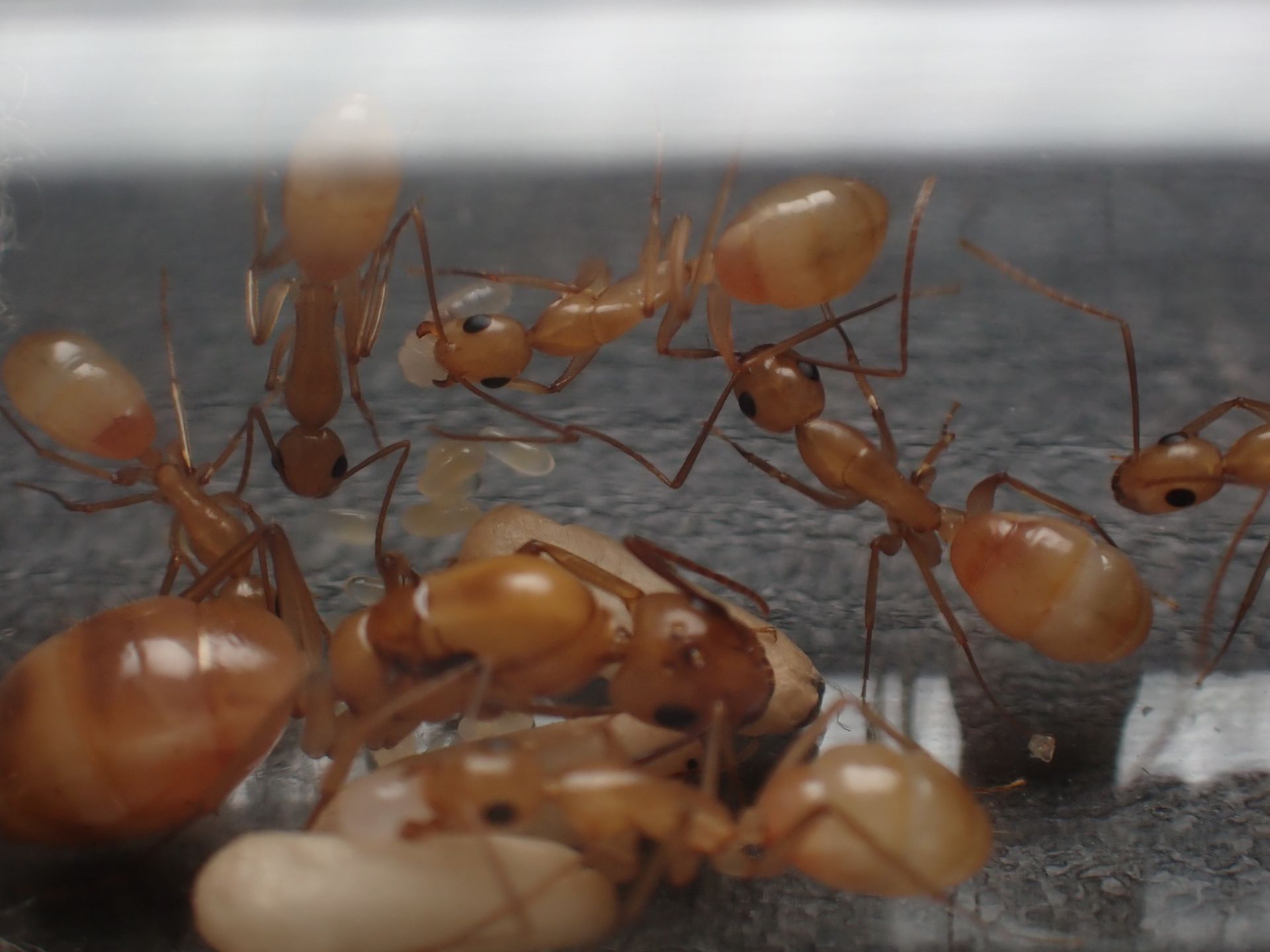 Camponotus fragilis colony 2