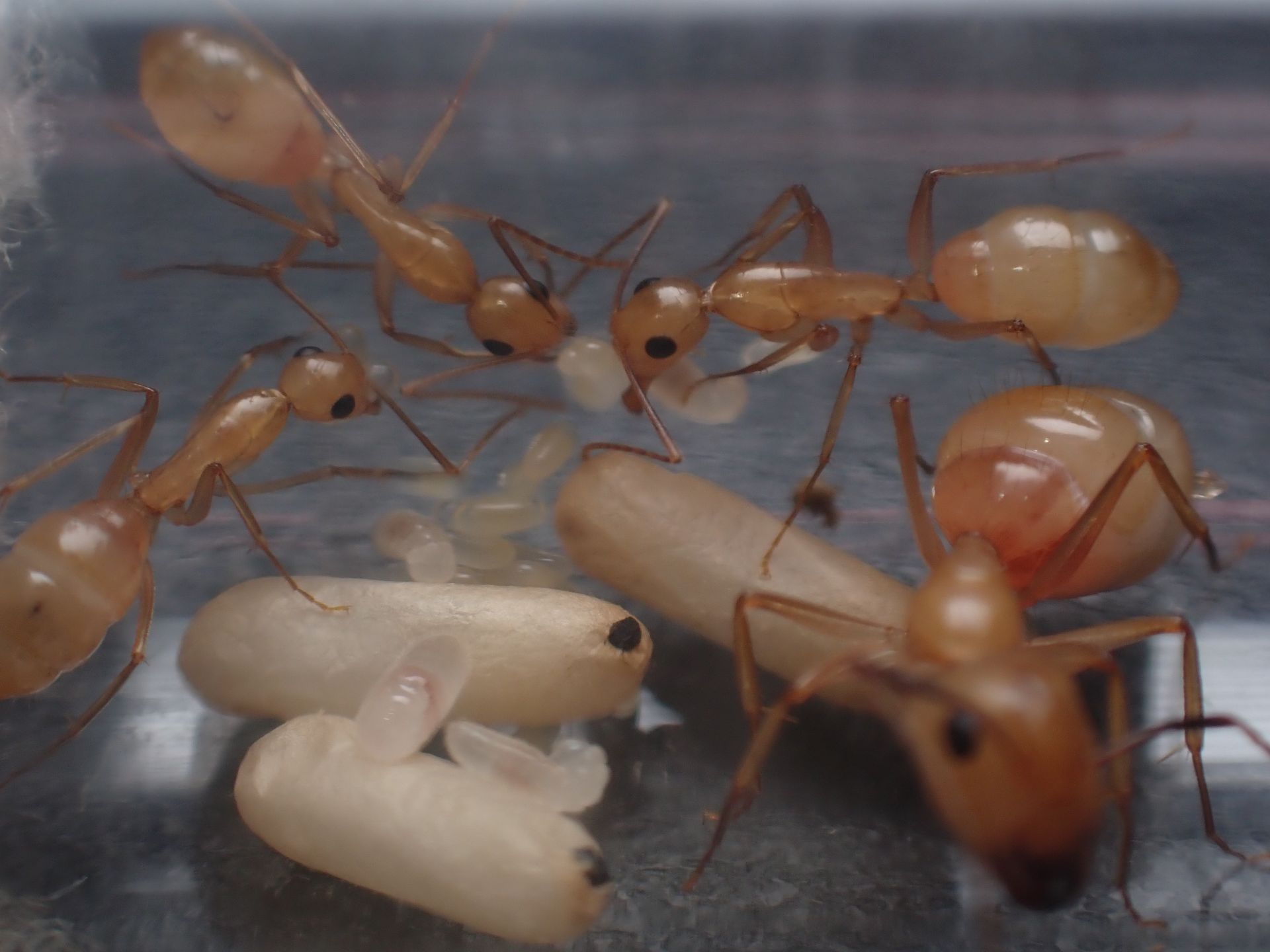 Camponotus fragilis colony 1