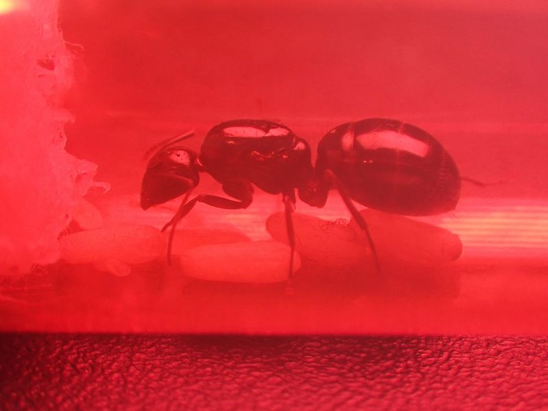 C. maritimus w/ pupae 2 C. maritimus w/ pupae 2