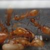 Camponotus fragilis colony 3