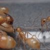 Camponotus fragilis colony 4