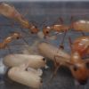 Camponotus fragilis colony 1