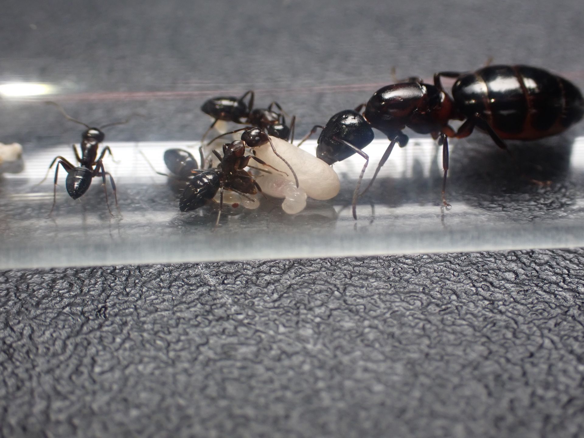 Camponotus hyatti c1 2