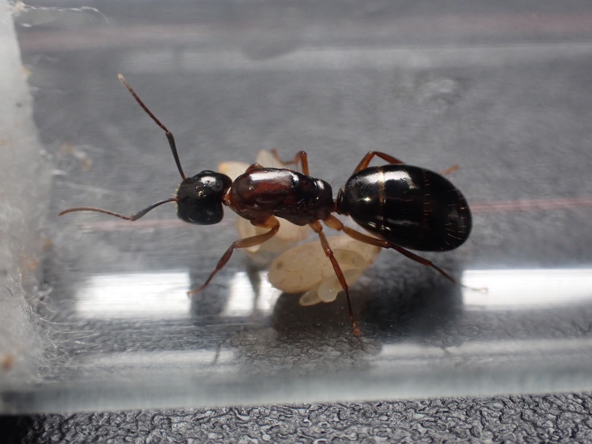 Camponotus clarithorax 2