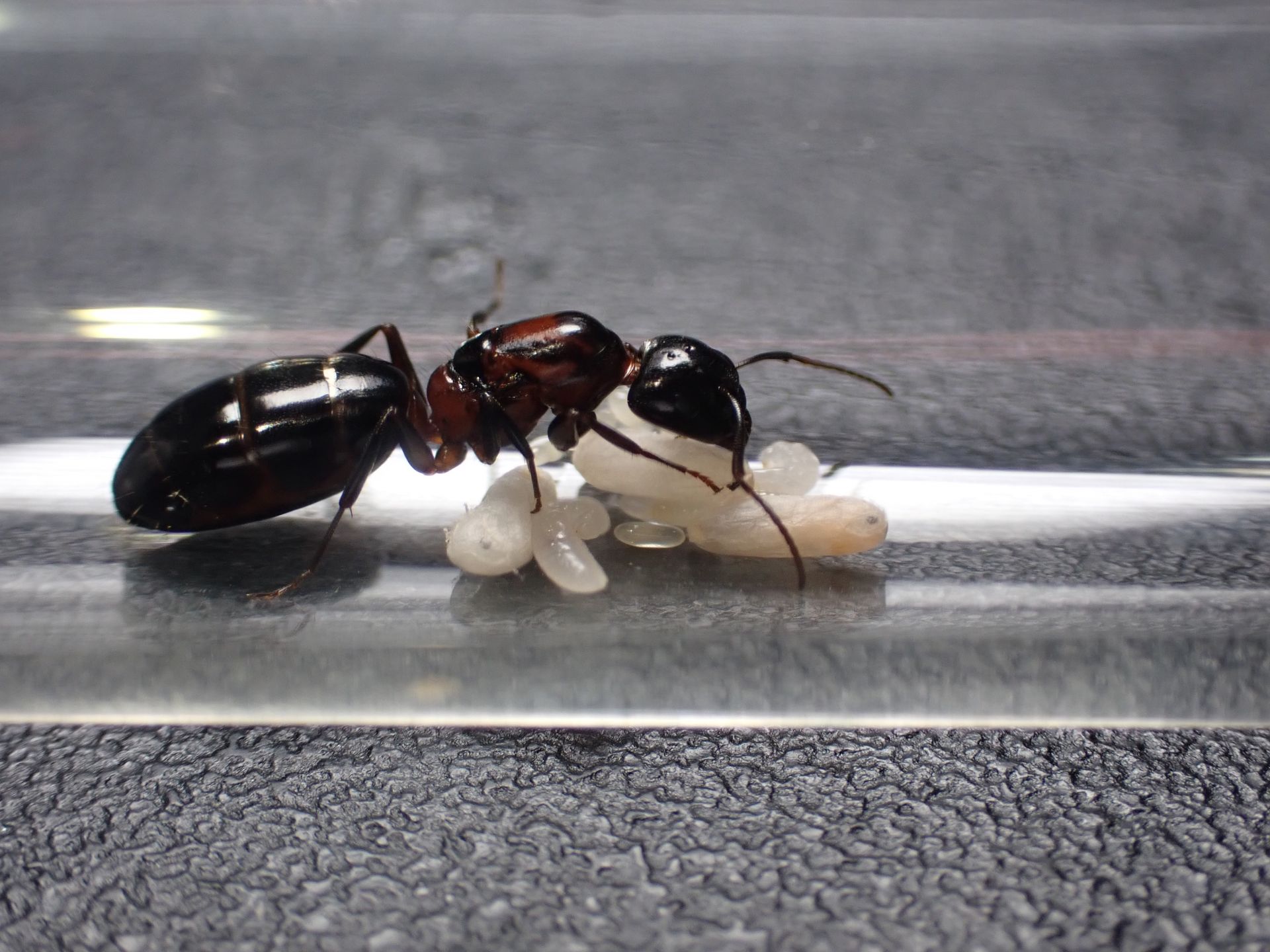 Camponotus hyatti c2 1