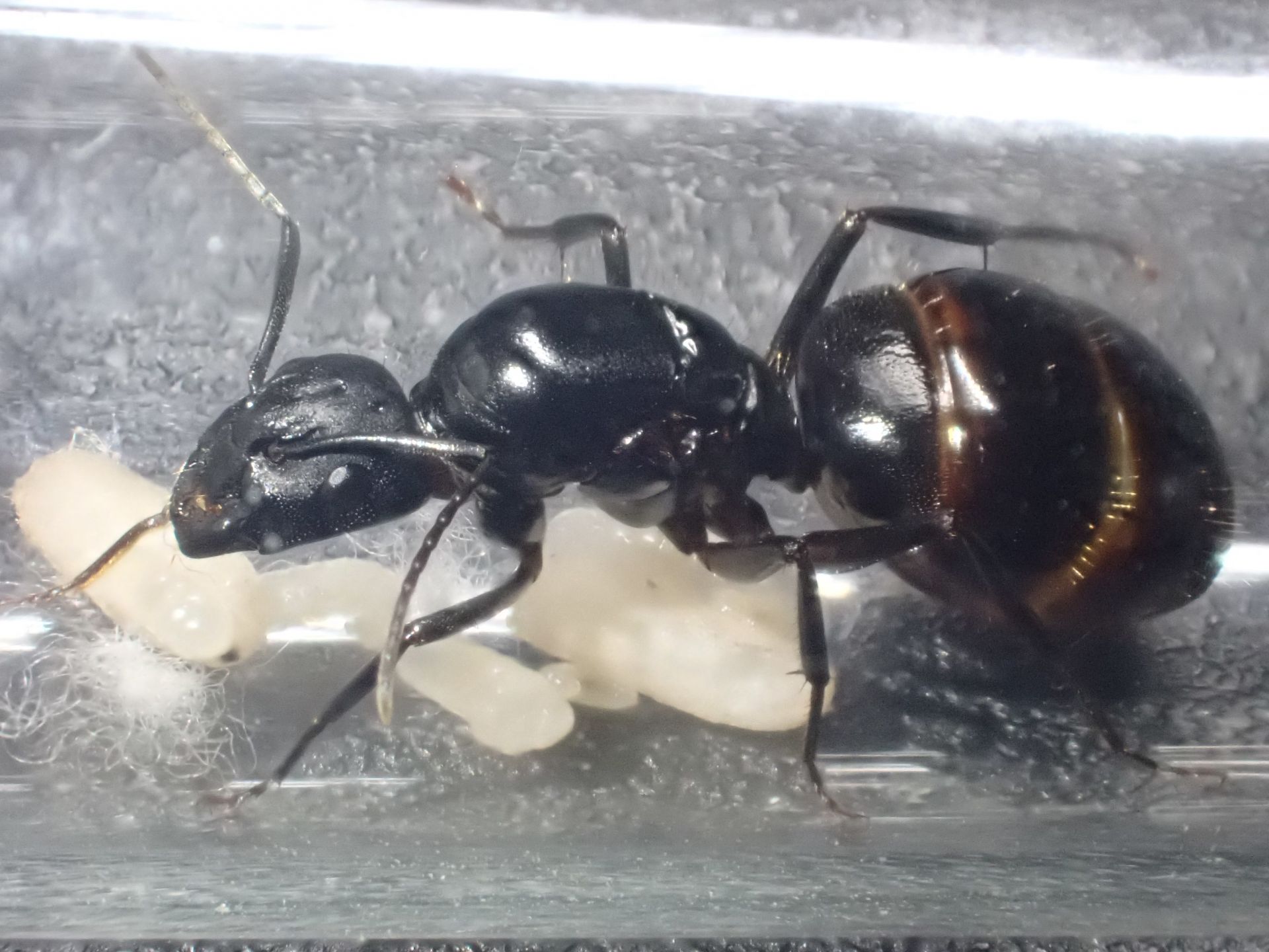 Camponotus vicinus 1