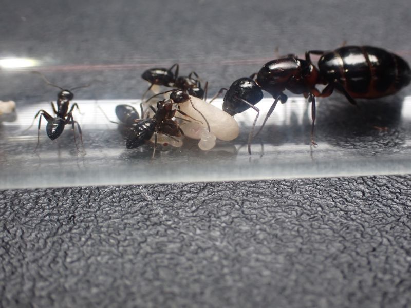Camponotus hyatti c1 2 Camponotus hyatti c1 2