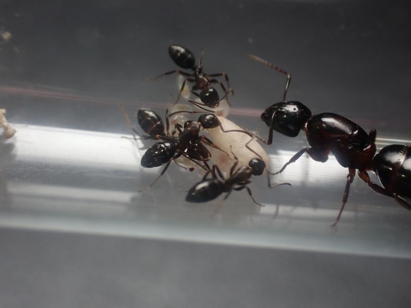 Camponotus hyatti c1 1 Camponotus hyatti c1 1