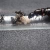 Camponotus hyatti c1 2