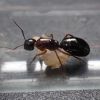 Camponotus clarithorax 2