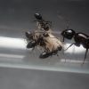 Camponotus hyatti c1 1