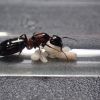 Camponotus hyatti c2 1