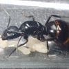 Camponotus vicinus 1