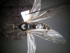 male 02